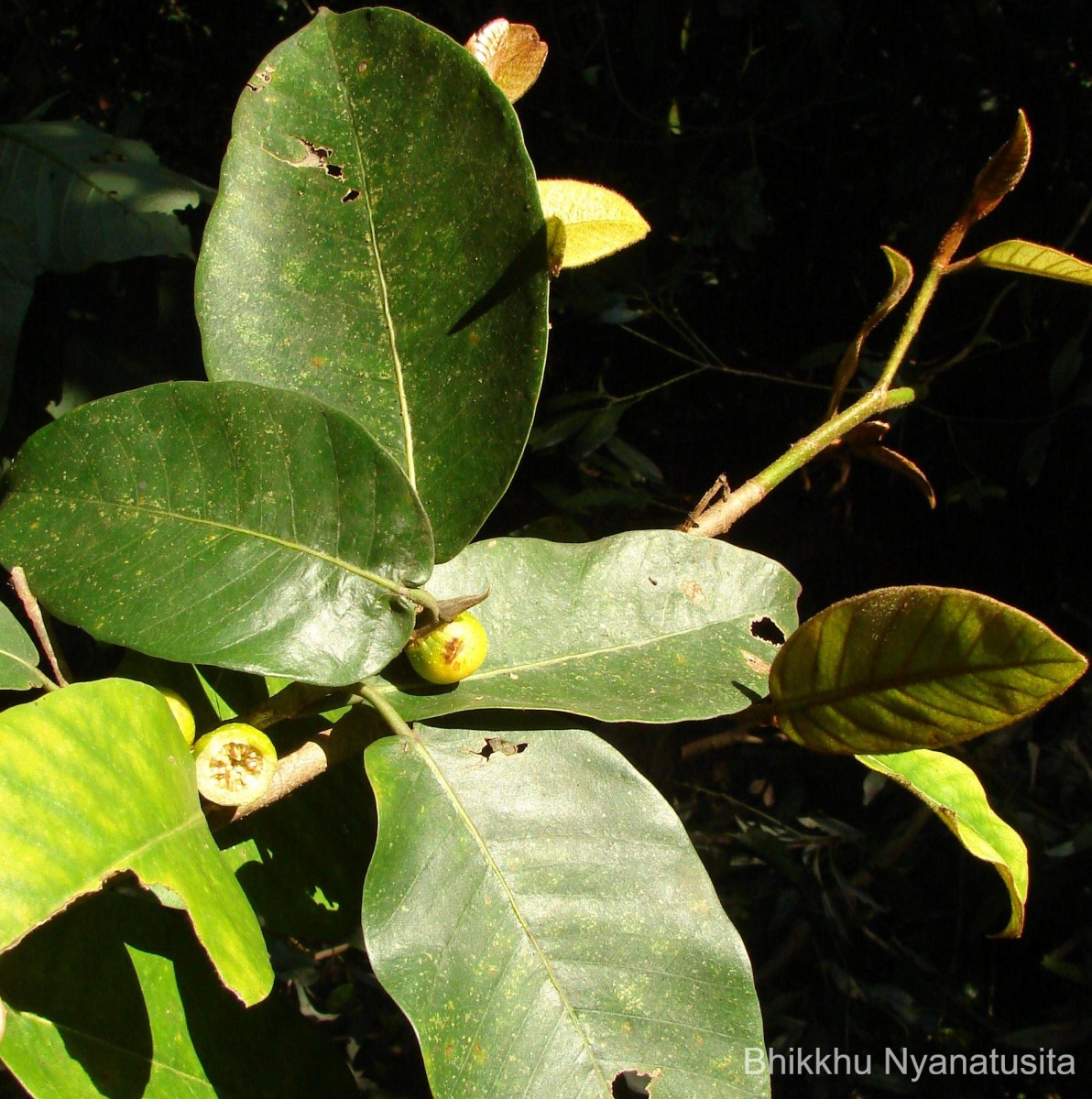 Ficus drupacea Thunb.